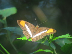 Adelpha thessalia