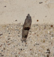 Pelochrista consobrinana