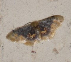 Idaea scintillularia