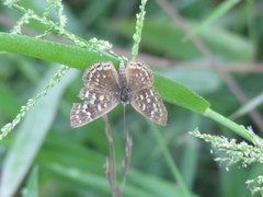 Aricoris indistincta