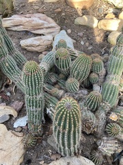 Trichocereus huascha