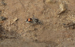 Traumatomutilla ocellaris