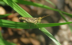 Omalotettix obliquus