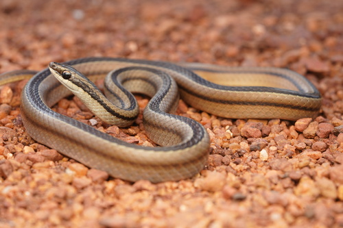 Lygophis lineatus (Linnaeus, 1758)