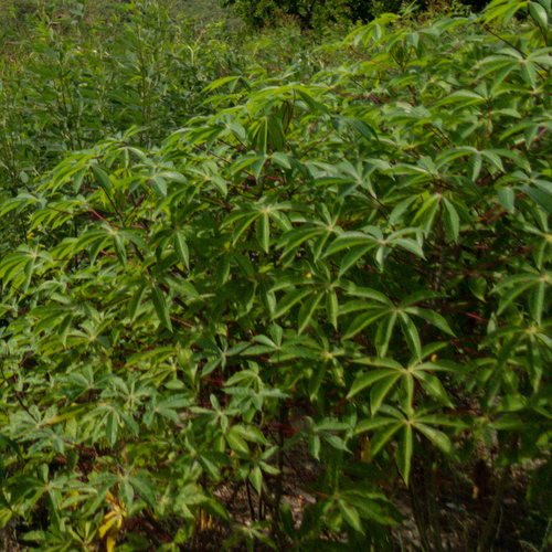 Cassava