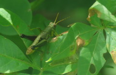 Dichromatos lilloanus