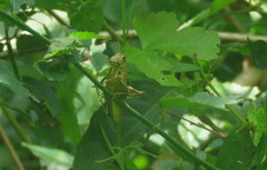 Dichromatos lilloanus