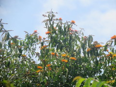 Combretum fruticosum