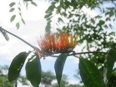 Combretum fruticosum