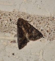 Condica albigera