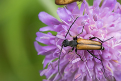 Anastrangalia dubia