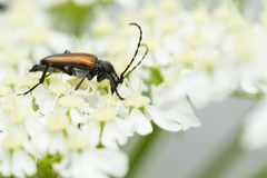 Anastrangalia dubia