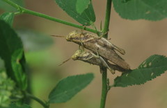 Omalotettix obliquus