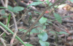 Triacanthagyna nympha