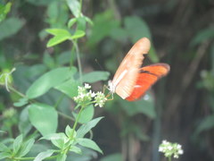 Dryas iulia alcionea