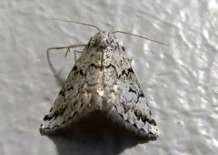 Tegiapa virescens