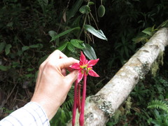 Passiflora trinervia
