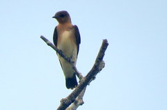 Alopochelidon fucata