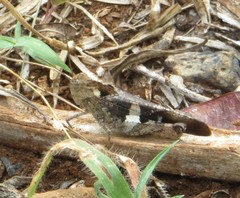 Humbe tenuicornis