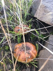 Pholiota brunnescens