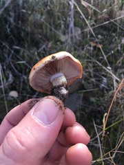 Pholiota brunnescens
