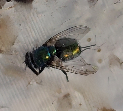 Unknown species found near Clarksville, MD 21029, USA