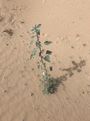 Helianthus niveus tephrodes