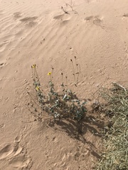 Helianthus niveus tephrodes