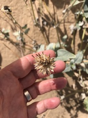 Helianthus niveus tephrodes