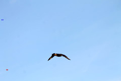 Stercorarius antarcticus