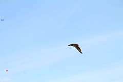 Stercorarius antarcticus