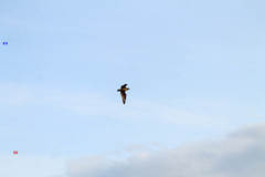 Stercorarius antarcticus