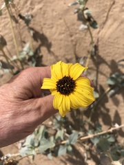 Helianthus niveus tephrodes