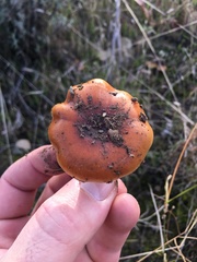 Pholiota brunnescens
