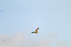 Stercorarius antarcticus