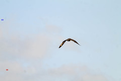 Stercorarius antarcticus