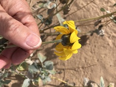 Helianthus niveus tephrodes