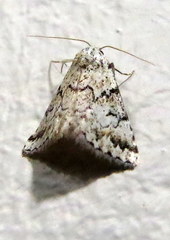 Tegiapa virescens