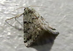 Tegiapa virescens