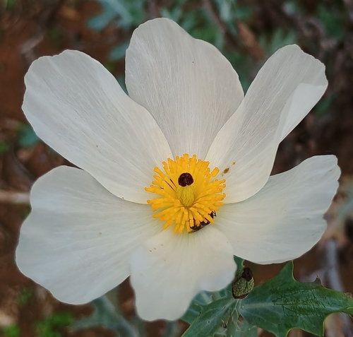 Argemone glauca observed 2025-12-27