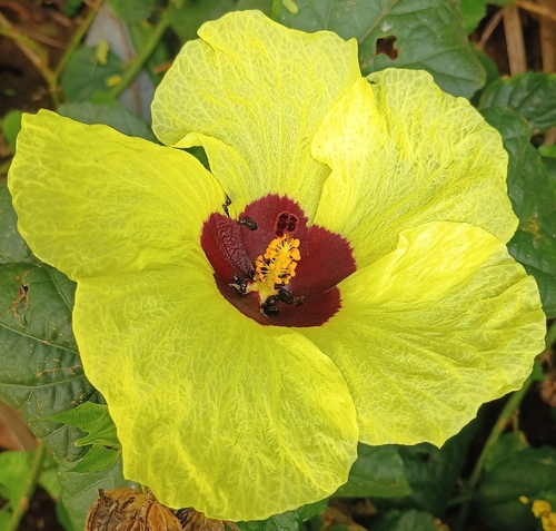 Hibiscus ovalifolius observed 2025-12-27