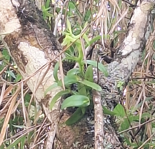 Epidendrum latilabre