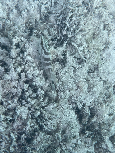 Epinephelus striatus