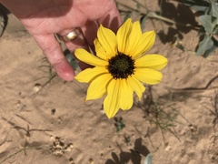 Helianthus niveus tephrodes