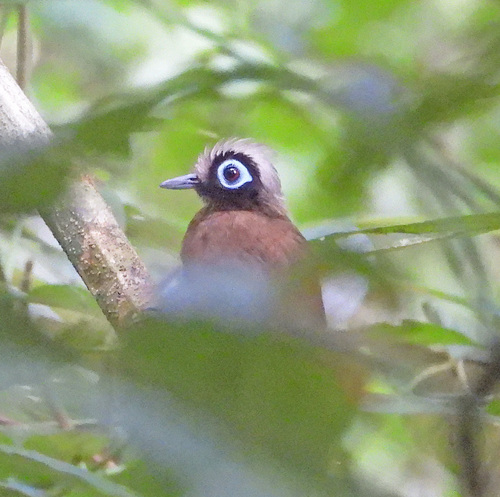 Hairy-crested Antbird (Rhegmatorhina melanosticta), photo 5