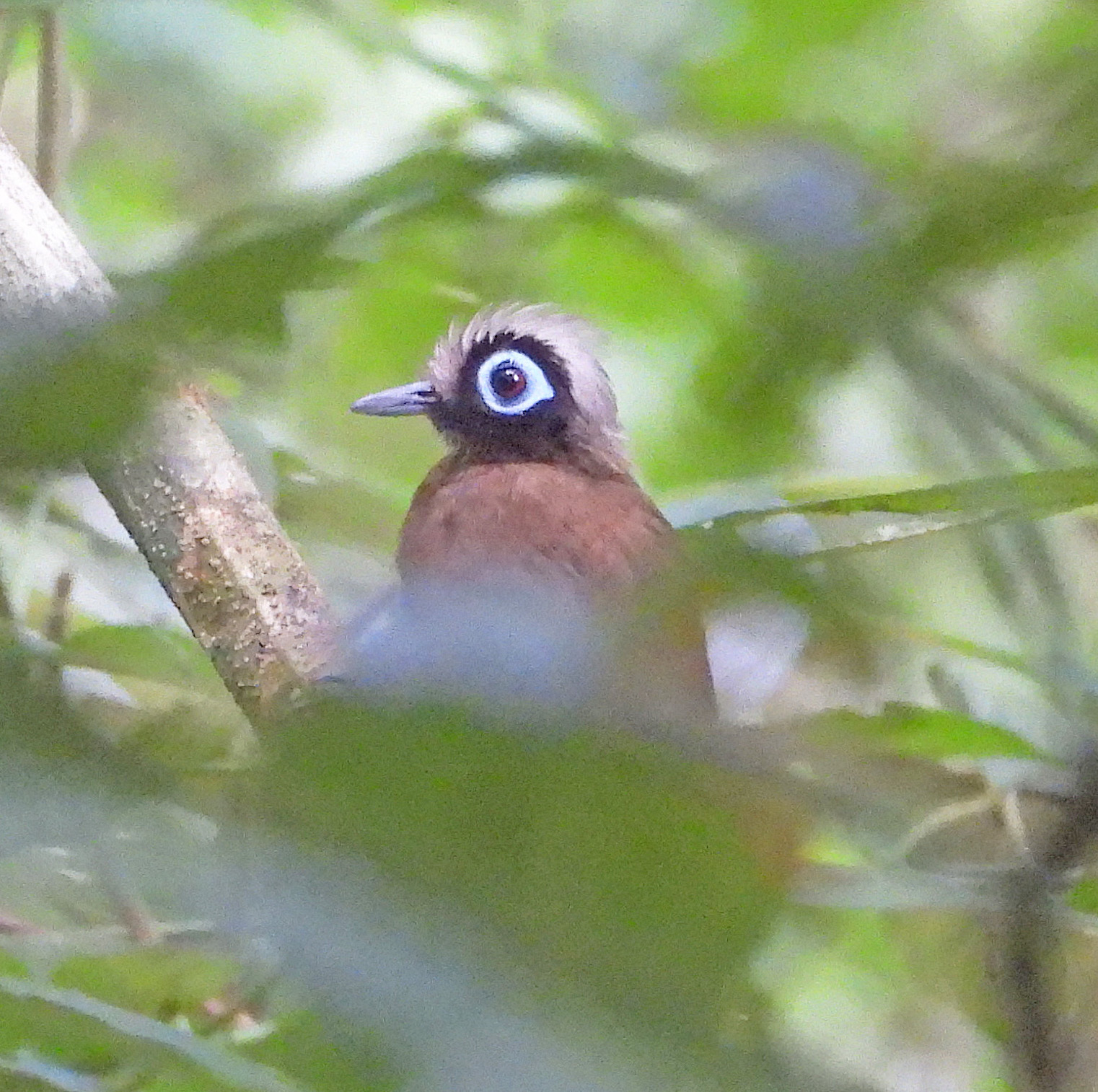 Hairy-crested Antbird (Rhegmatorhina melanosticta), photo 1