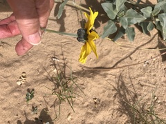 Helianthus niveus tephrodes