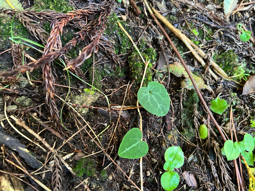 Asarum asaroides iNat (3)