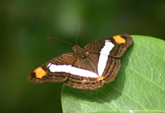 Adelpha basiloides