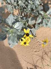 Helianthus niveus tephrodes